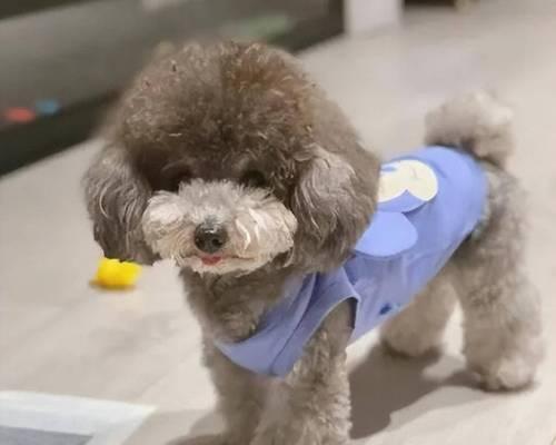 冬季不宜选购泰迪犬（泰迪犬的市场价格与购买时的注意事项）