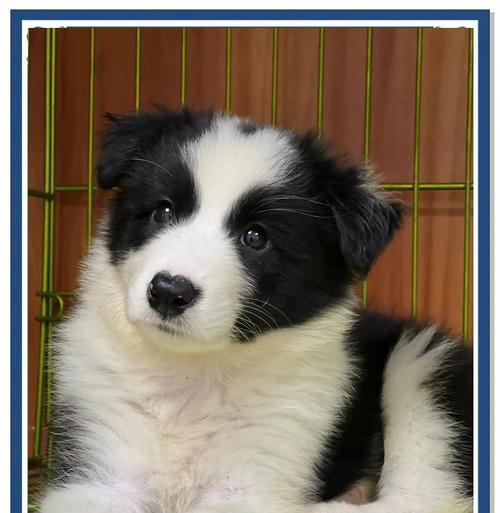 边境牧羊犬——犬中神童（边境牧羊犬的智商和训练能力）