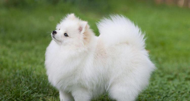 中型可爱犬的魅力与养护（探索中型可爱犬的特点、饲养技巧和健康保健）