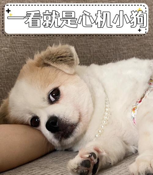 揭秘狗狗肚子咕嘟咕嘟的原因（狗狗肚子咕嘟咕嘟不只是因为饿了）