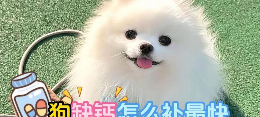 狗狗补钙多久见效？（探究狗狗补钙的时间和方法）