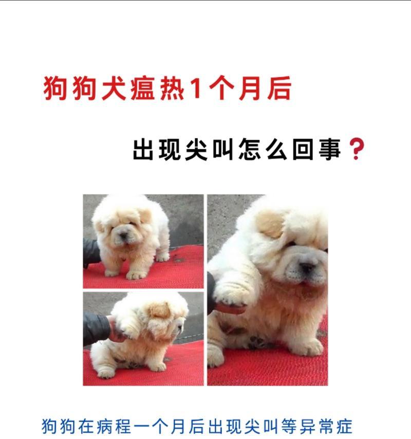 犬瘟狗抽搐（犬瘟狗抽搐的持续时间和预后情况分析）