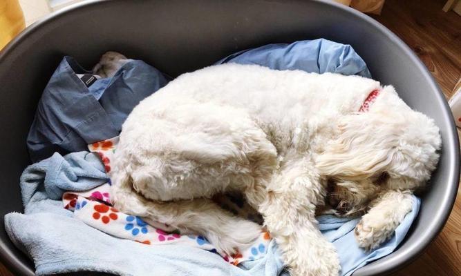 冬天如何给泰迪犬保暖？（泰迪犬寒冷感知和保暖措施）