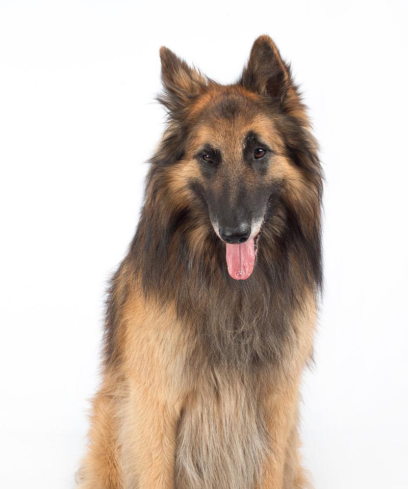 比利时犬种丰富多样（探索比利时犬种的世界）