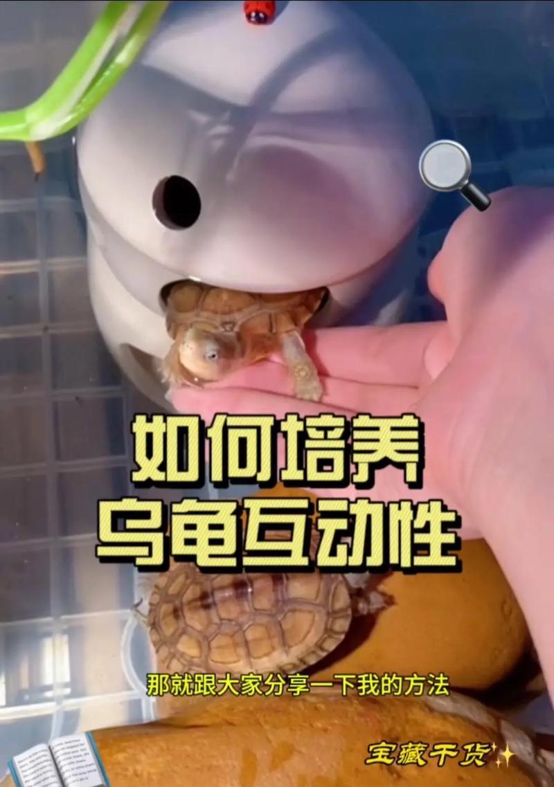 以家养的乌龟能活多久（了解乌龙龟寿命和关键因素）