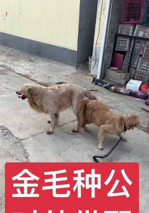 金毛配种后多久可以洗澡？（了解金毛配种后的洗澡时间和注意事项）