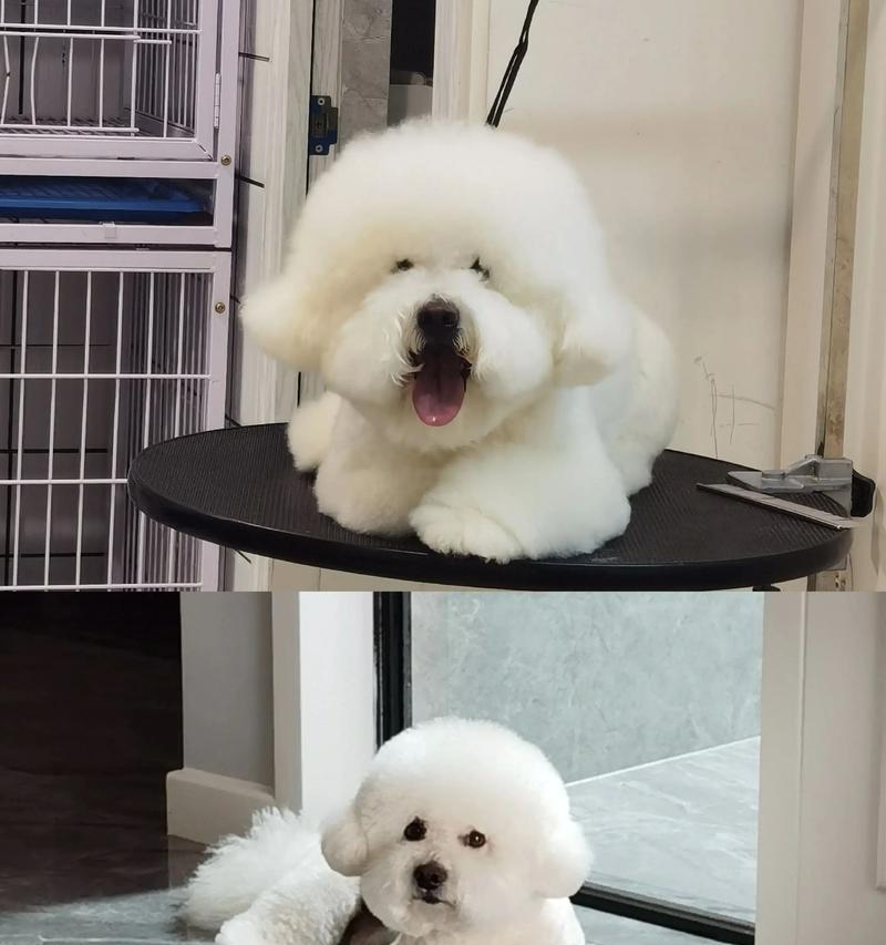 狗狗美容需要多长时间？（了解狗狗美容所需的时间和注意事项）