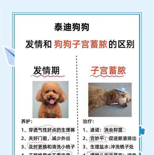 泰迪犬孕育期间洗澡问题详解（泰迪怀孕到生产多久能洗澡？专家给出科学答案）