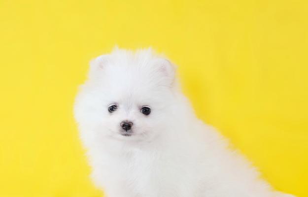 养博美犬的好处（探究养博美犬的原因及其益处）