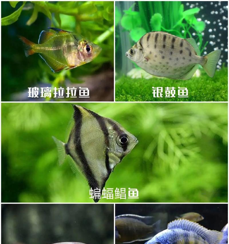 探索大型热带鱼的壮丽世界（奇幻海底生物的绚丽舞台）