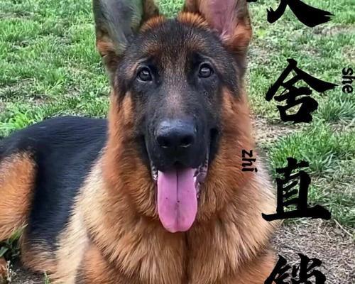 德国牧羊犬（纯种德国牧羊犬的特征及价格因素分析）