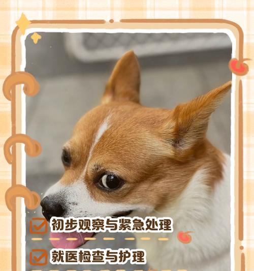 掌握这些以犬止血的方法，让宠物更安全健康（从十种常见伤口出血情况看犬止血方法）