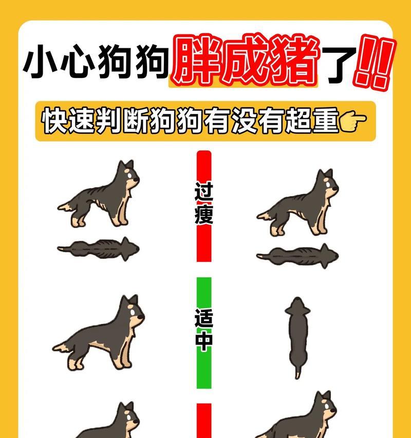 如何判断你的狗狗体重是否符合标准？（幼犬体重计算方法及关键指标）