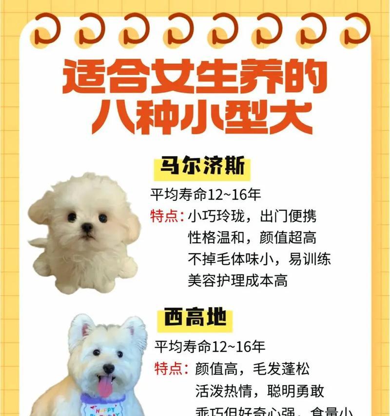 挑选适合家庭的小型犬，让你不负养宠之心（以好养又不贵的小型犬为推荐，解析最适合家庭的宠物）