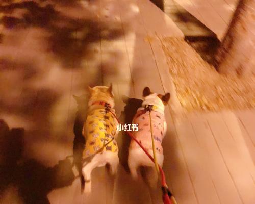以法斗需要溜多久？（探讨法斗犬的溜狗时间和需求）