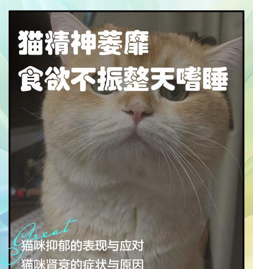 猫咪流产的原因与征兆（了解猫咪流产的前兆和导致因素，保护猫咪健康）