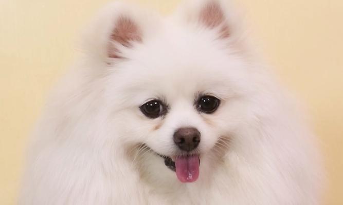 狗狗吃西红柿的危害（小心！西红柿对狗狗有潜在的中毒风险）