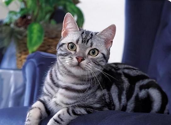 猫咪的寿命究竟有多长？（揭秘猫咪的寿命，科学养猫，延长伴侣时间）