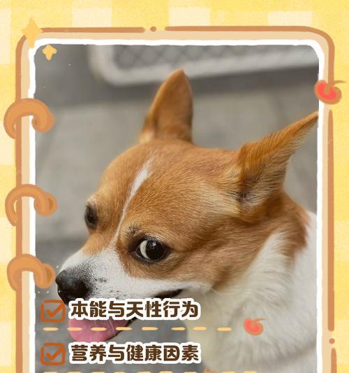 小狗排便频率与健康的关系（正常的小狗排便频率及注意事项）