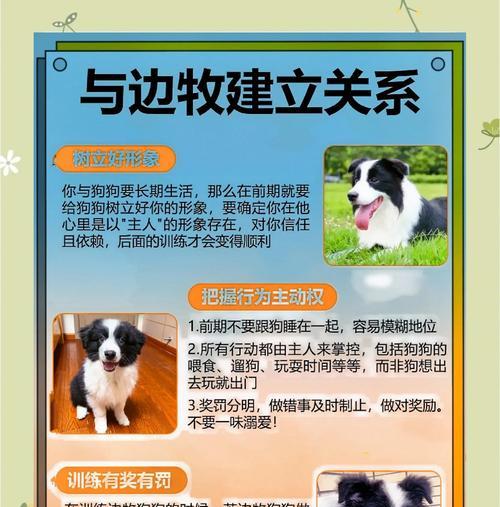 边境牧羊犬的犬毛为何不顺着梳（探究边境牧羊犬犬毛不顺着梳的原因及解决办法）