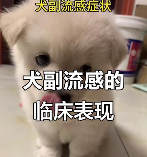 狗流感症状详解（掌握狗流感，保护我们的毛茸伙伴）