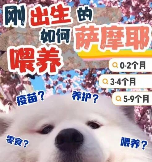 应对萨摩耶掉毛的几招（萨摩耶掉毛原因及解决方法，让你的家不再被毛困扰）