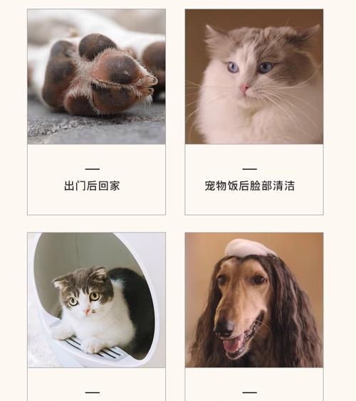 猫洗澡的最佳频率和干燥方法（保持猫咪清洁健康的秘诀，干燥更重要！）