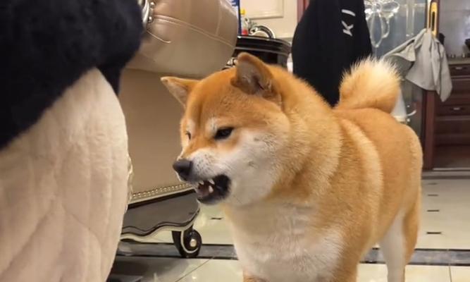 幼犬进家养护指南（如何训练狗狗的社会化能力）